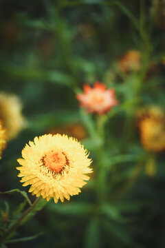 the flower in the nature with dramatic tone