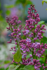 Obraz premium Lilac Branch with Dense Purple Flower Panicles Against Green Foliage