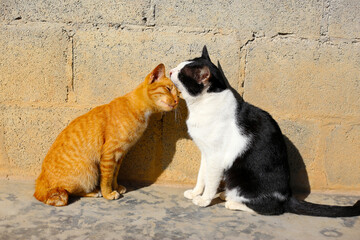Fototapeta premium An orange cat and a black and white cat are touching each other's foreheads.
