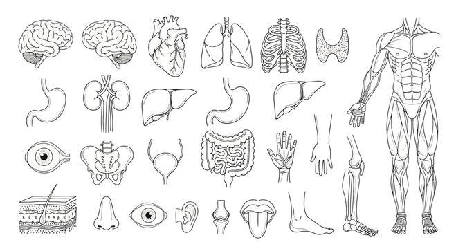 Human Anatomy Illustration Outlines of Organs and Body Parts for Medical Education