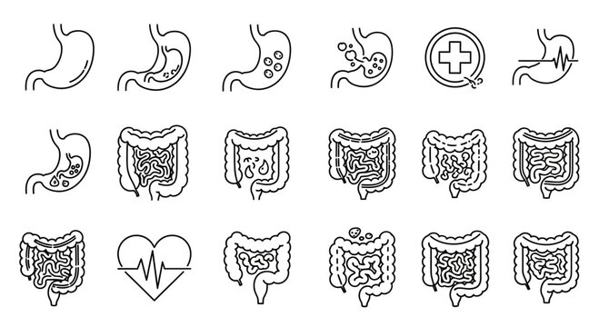 Human Gastrointestinal Tract Stomach and Intestine Organ Icons Vector Line