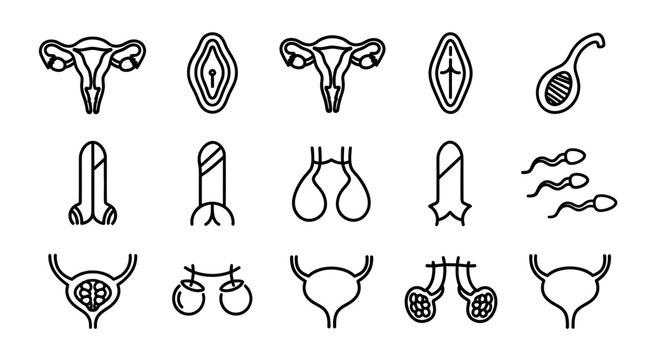 Human Reproductive Organs Outline Illustration for Medical Uses and Health Topics