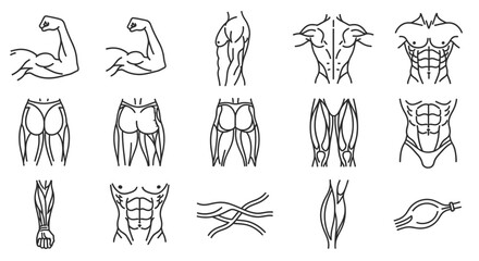 Fototapeta premium Muscle Anatomy Line Icons Showing Bodily Fitness and Strength Diagrams