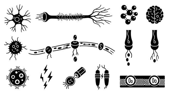Neuron Vector Collection Neuron Brain and Neurological System Illustration