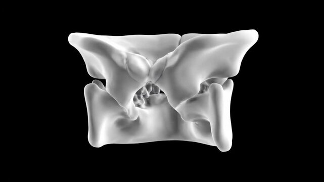 3D Human Mandible Anatomy Rotation - Medical Visualization
