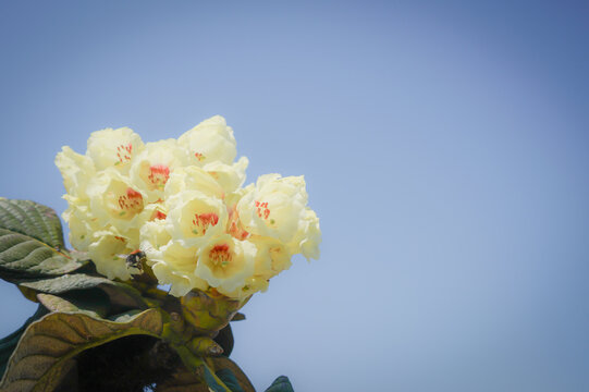 the flower in the nature with dramatic tone