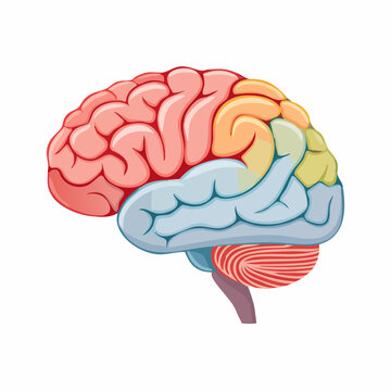 Illustration of Human Brain Lobes