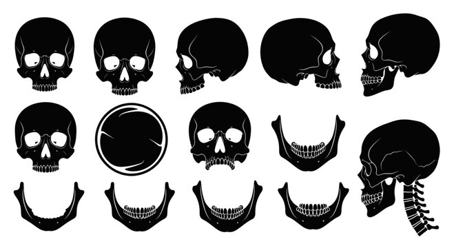 Skull Vector for Anatomy Medical and Forensic Science Designs Illustration