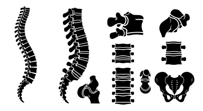 Spine Vector Silhouette Anatomy Illustration for Medical Educational Use