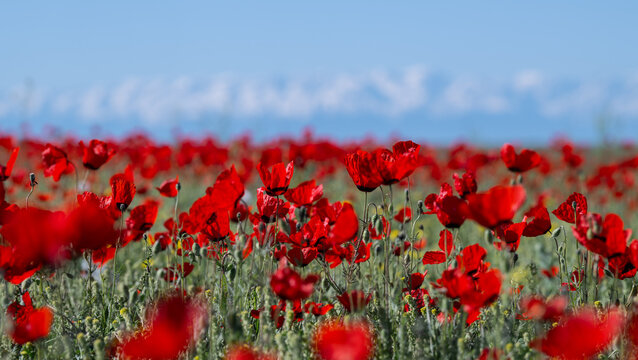 Scarlet poppy flowers in a field on a spring morning