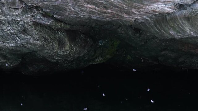 春の清流　トビゲラの群れが岩場を舞うスローモション04