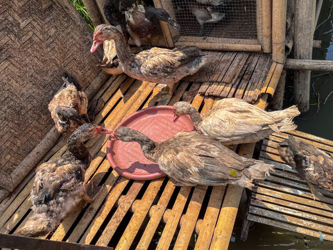 Village ducks gathered around feeding area on simple bamboo coop above pond in Bogor, showcasing traditional rural farming and small-scale livestock management in Indonesian countryside.
