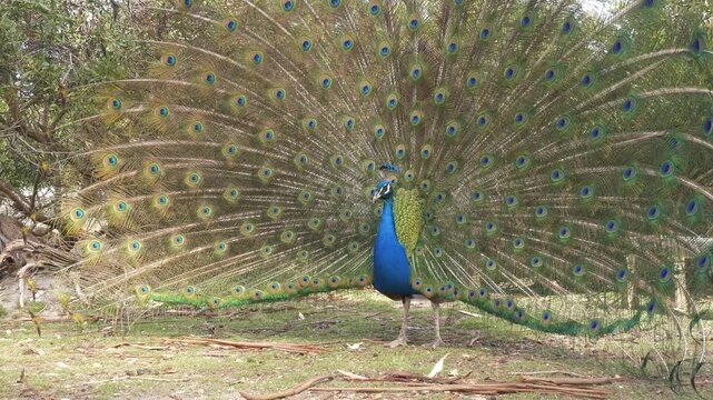 Male Indian Peafowl (Peacock) Displaying Its Train Of Tail Feathers In Full Fan. close-up shot