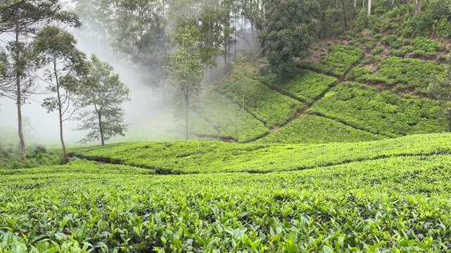 Lipton&rsquo;s Seat Haputale Sri Lanka tea plantations green fields hill country landscape