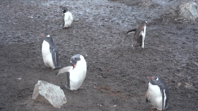 Static shot of Gentoo penguins preening and resting on muddy ground at the Chilean Gabriel Gonz&aacute;lez Videla Antarctic Base under an overcast sky