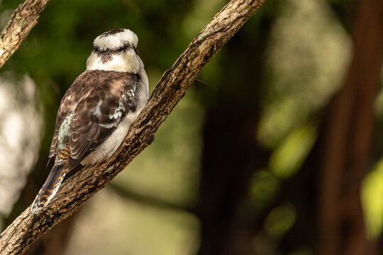 Kookaburra perched on a tree branch in its natural habitat