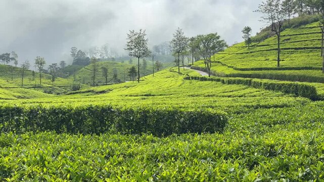 Lipton&rsquo;s Seat Haputale Sri Lanka tea plantations green fields hill country landscape