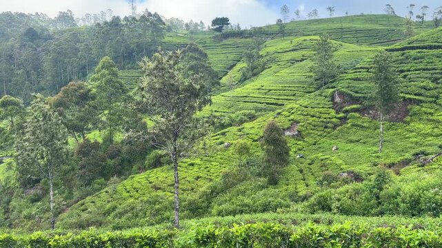Lipton&rsquo;s Seat Haputale Sri Lanka tea plantations green fields hill country landscape