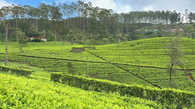 Lipton&rsquo;s Seat Haputale Sri Lanka tea plantations green fields hill country landscape