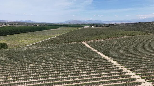 An orbiting drone shot of vast agricultural lands in Pinos Puente, revealing olive orchards, aspen forests for paper production, and large-scale solar panel arrays under a clear sky.