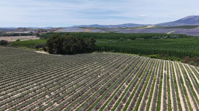 A tracking drone shot of symmetrical olive groves leading toward a dense aspen tree plantation with the Pinos Puente solar park and Sierra Nevada mountains in the distance.