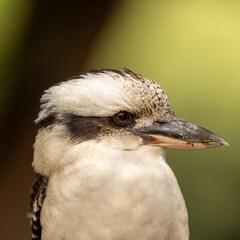 Fototapeta premium Lovely close up headshot of a Kookaburra bird taken in Australia