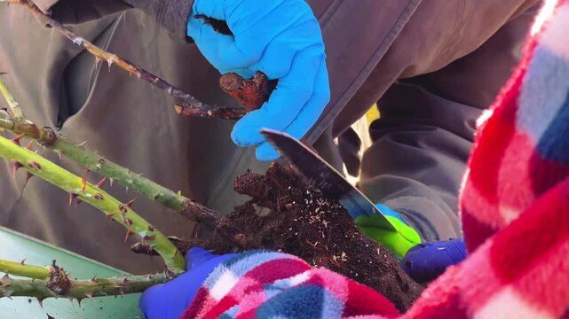 Close-up of a gardener trimming dormant rose stems with metal pruners. Ideal for landscaping tutorials, garden maintenance guides, and seasonal home improvement advertisements.
