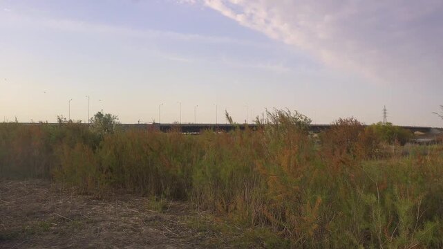 Tugai flora in the foreground with a busy highway bridge in the background, Kyzylorda, Kazakhstan.
