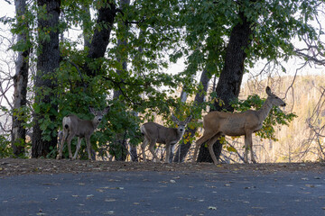 Fototapeta premium herd of deers in forest