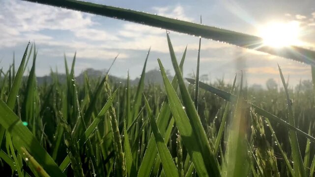 4K moving left camera of Fresh Green Organic Paddy Plants in Morning Light