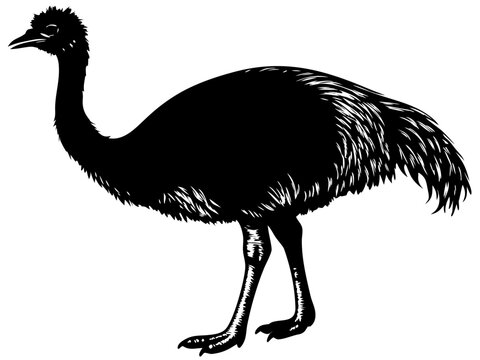Black Emu Silhouette Vector Illustration - Large Flightless Bird Icon