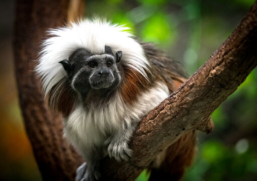 Cotton top tamarin on tree up close 