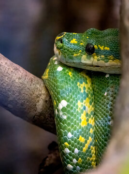 A green tree python snake up close and wound up on a tree with an eye open and looking at camera