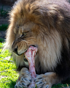 Up close portrait of a lion gnawing on a large bone with some meat