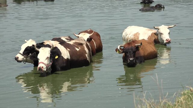 Cows in Water, Domestically Animal Bathing, Cattle Cooling in River, Lake, Countryside, Rustically View