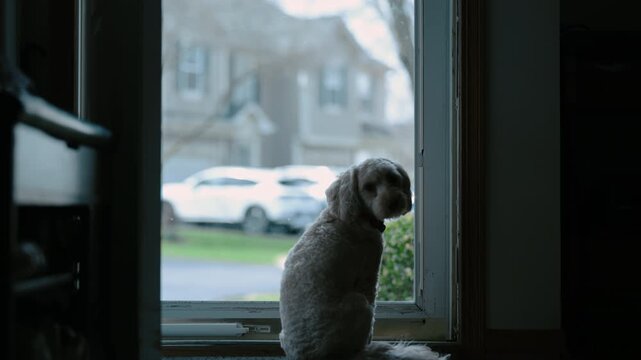 Goldendoodle dog pet sits on the rag near glass door and looking outside at the street. view from behind