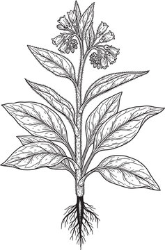 Botanical Illustration of Comfrey Plant with Flowers and Roots