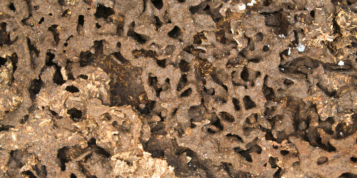 Detailed termite nest structure with soil texture and eaten wood