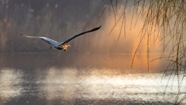 Grey heron gliding over calm water in golden light, wings extended, soft reflections, delicate hanging branches framing the scene, tranquil wildlife landscape.