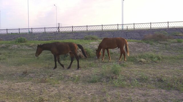 Two horses grazing on the grassy bank near the Syr Darya river with a view of Kyzylorda city road and highway in the background.