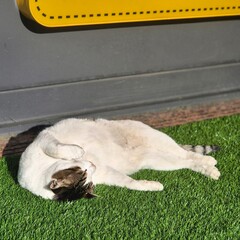 Fototapeta premium Relaxed Cat Lying on Artificial Grass
