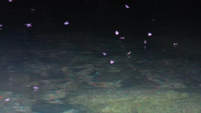 春の清流　トビゲラの群れが水面を舞うスローモション02