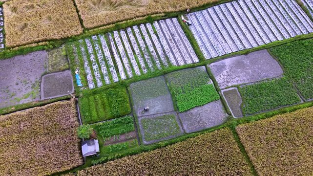 Aerial View of Patchwork Agricultural Rice Fields and Vegetable Plots in Bali