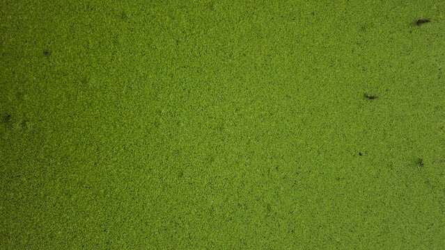 High angle view of duckweed covering the water surface texture background. Green abstract texture background with subtle grain and natural pattern
