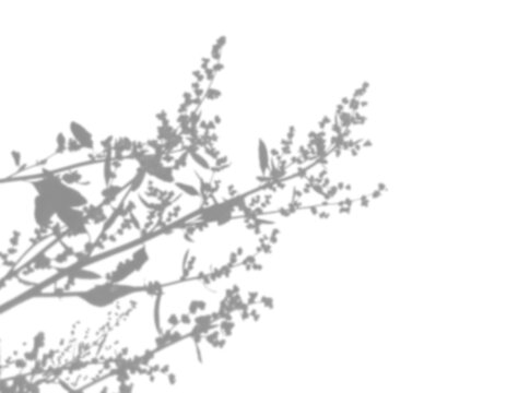 Natural lighting casts shadows from field grass. Isolated image on a white background. Mockup