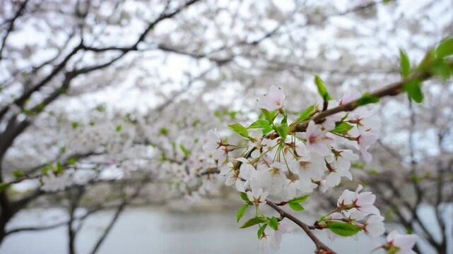 Close up view of Spring white blooming tree branches with delicate white flowers and tiny green leaves. Seasonal nature beaty