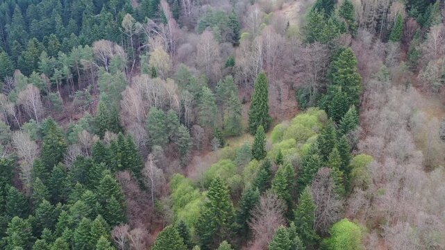 Las widok na wiosnę z powietrza