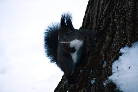 木の根元の冬のエゾリス