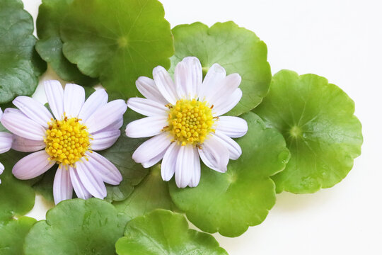 Margaret flowers with water pennywort on white