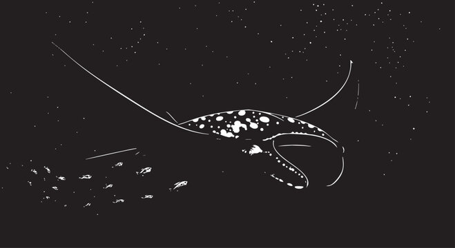 Black and white, minimalist squid illustration, cephalopod design, dark background, vector graphics